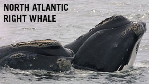 North Atlantic Right Whale