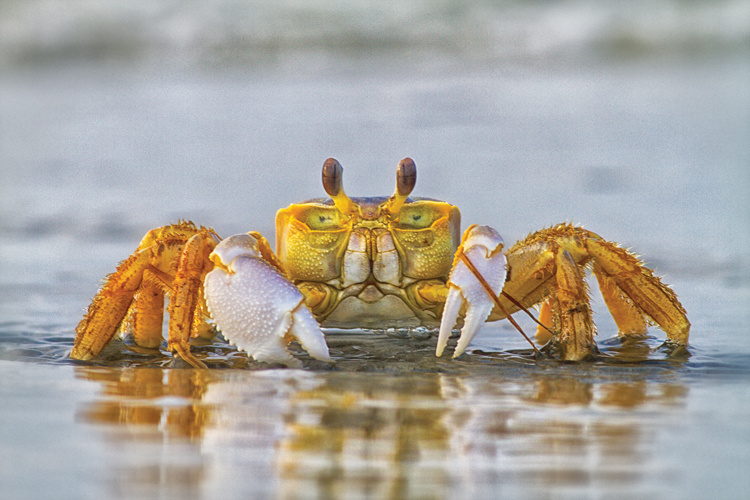 How to Fish for Crabs