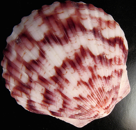 Calico Scallop North Carolina Shell Guide