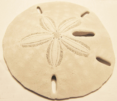 Keyhole Sand Dollar Shell Guide