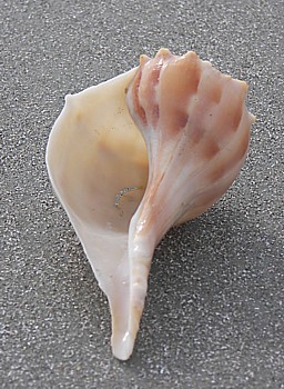 lightning whelk North Carolina Shell Guide